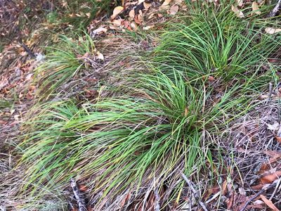 Carex mendocinensis, photographed by Roger Raiche
