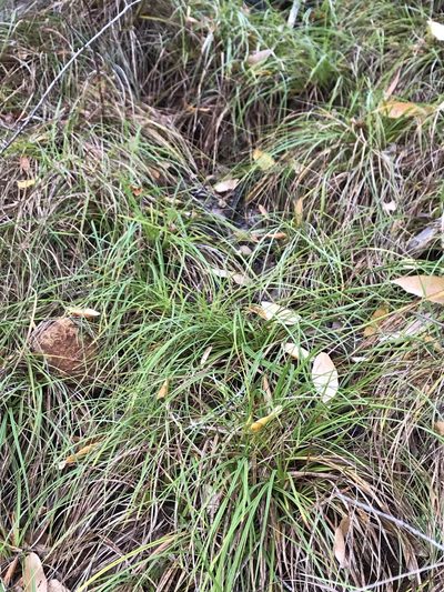 Carex mendocinensis, photographed by Roger Raiche