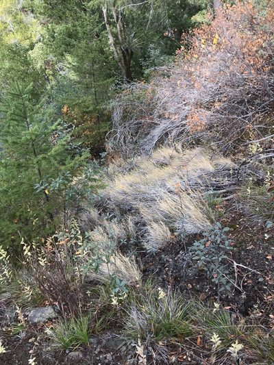 Muhlenbergia andina, photographed by Roger Raiche
