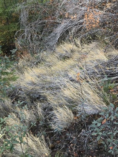 Muhlenbergia andina, photographed by Roger Raiche