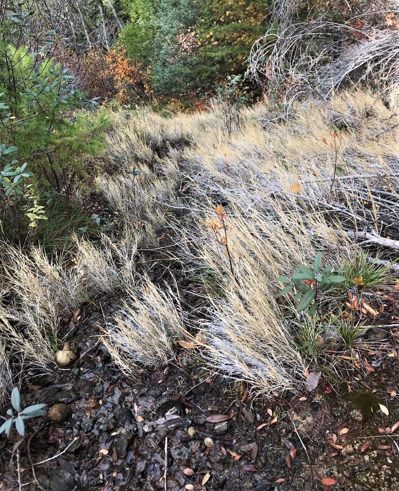 Muhlenbergia andina, photographed by Roger Raiche