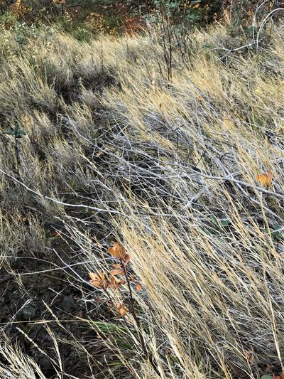 Muhlenbergia andina, photographed by Roger Raiche