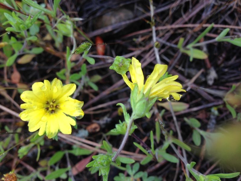Lagophylla glandulosa, photographed by Adam J. Searcy