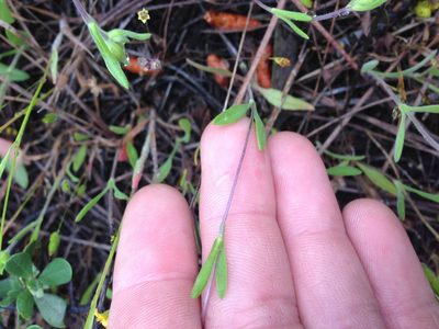Lagophylla glandulosa, photographed by Adam J. Searcy