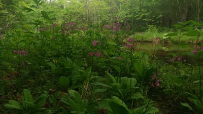 Primula japonica, photographed by kfa