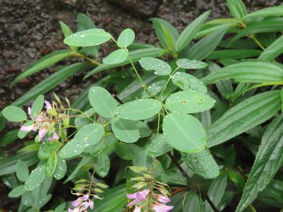 Grona heterocarpos, photographed by chiuluan