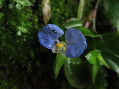 Commelina auriculata, photographed by chiuluan