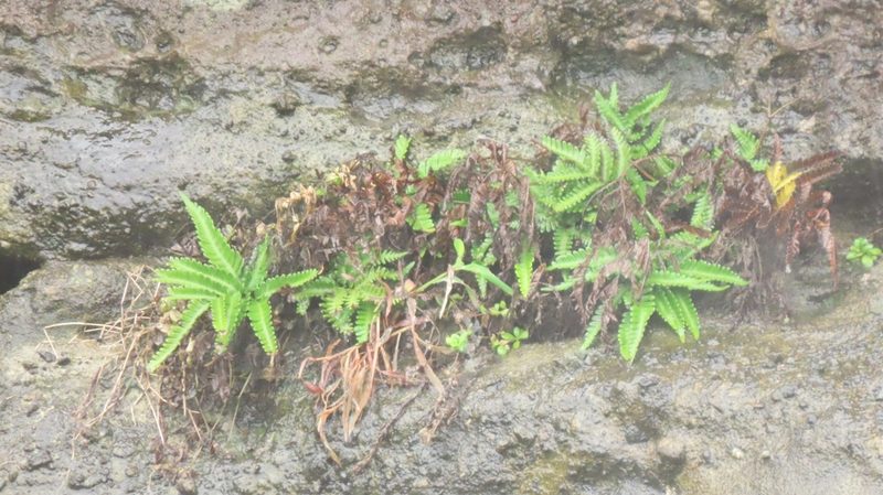 Pteris minor, photographed by chiuluan