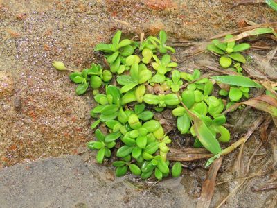 Leptopetalum strigulosum, photographed by chiuluan