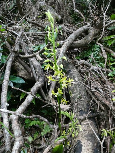 Calanthe obcordata, photographed by kfa