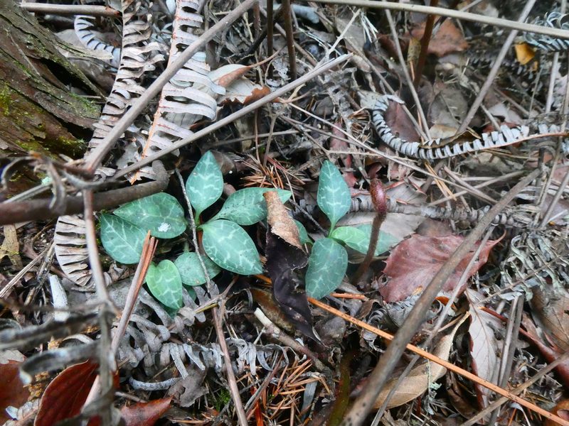 Goodyera schlechtendaliana, photographed by kfa