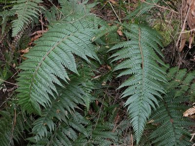 Polystichum wawranum, photographed by Leon Perrie