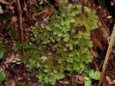 Leiomitra lanata, photographed by Leon Perrie