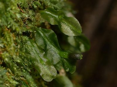 Symphyogyna subsimplex, photographed by Leon Perrie