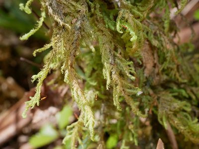 Lopidium concinnum, photographed by Leon Perrie