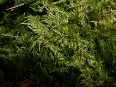 Wijkia extenuata, photographed by Leon Perrie