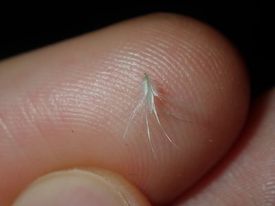 Rytidosperma setaceum, photographed by Thomas Mesaglio