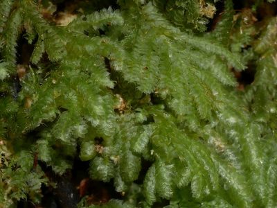 Catharomnion ciliatum, photographed by Leon Perrie