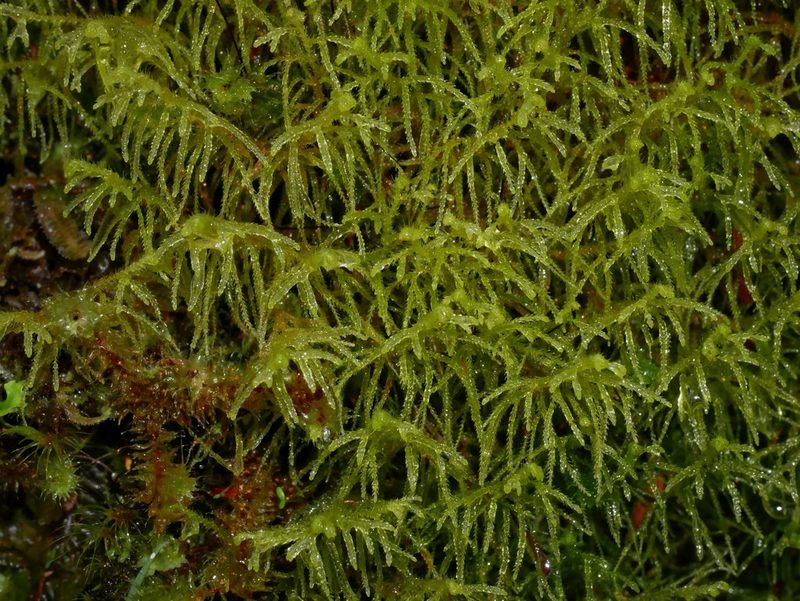 Lepidozia spinosissima, photographed by Leon Perrie