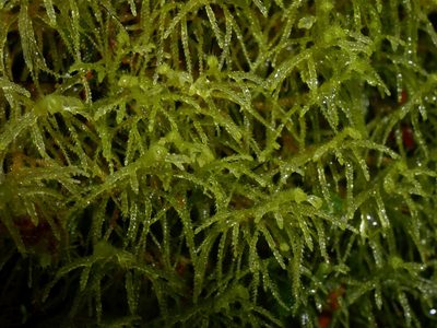 Lepidozia spinosissima, photographed by Leon Perrie