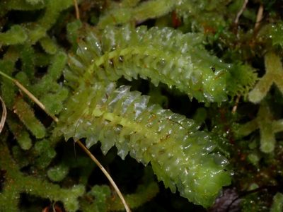 Schistochila nobilis, photographed by Leon Perrie