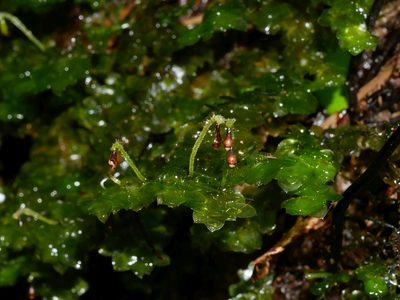 Calyptrochaeta cristata, photographed by Leon Perrie