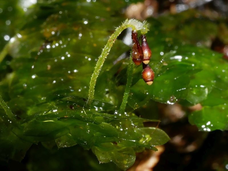 Calyptrochaeta cristata, photographed by Leon Perrie