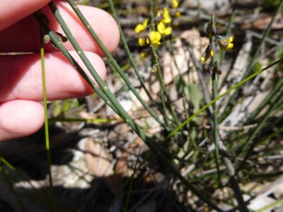 Sphaerolobium minus, photographed by Kiri Bee
