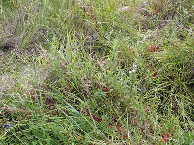 Epilobium pallidiflorum, photographed by Peter de Lange