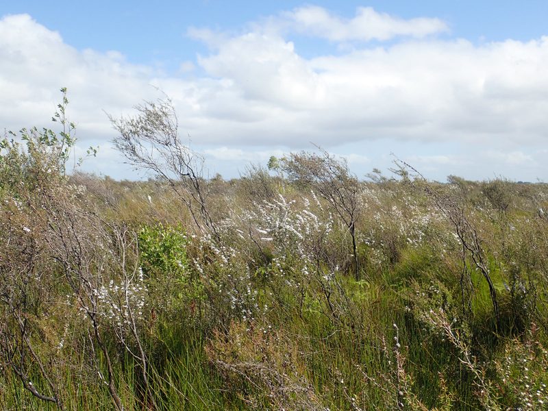 Leptospermum repo, photographed by Peter de Lange