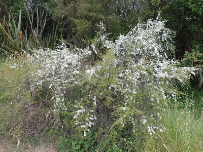 Leptospermum repo, photographed by Peter de Lange
