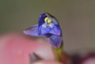 Thelymitra pauciflora, photographed by Christopher Stephens