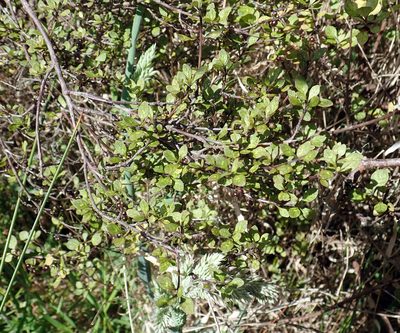 Coprosma tenuicaulis, photographed by Peter de Lange