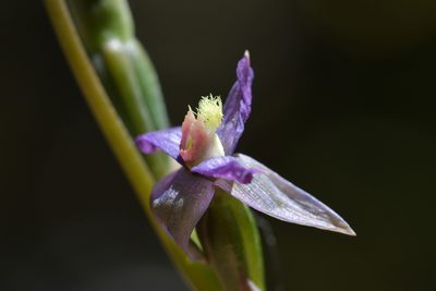 Thelymitra formosa, photographed by Christopher Stephens