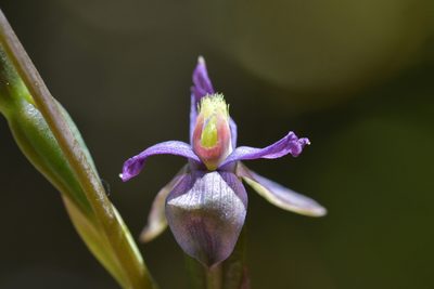 Thelymitra formosa, photographed by Christopher Stephens