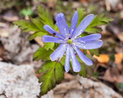 Anemonoides pseudoaltaica, photographed by Timur Kalininsky