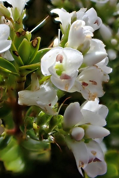 Veronica canterburiensis, photographed by Duncan Cunningham