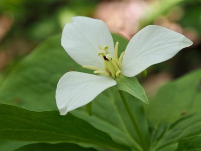 Trillium camschatcense, photographed by ITÔ, Hiroki