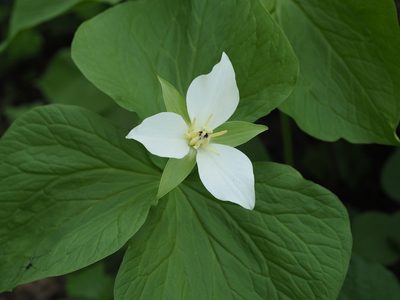 Trillium camschatcense, photographed by ITÔ, Hiroki