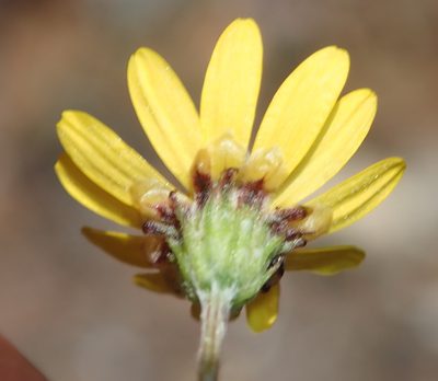 Ursinia trifida, photographed by Nicola van Berkel