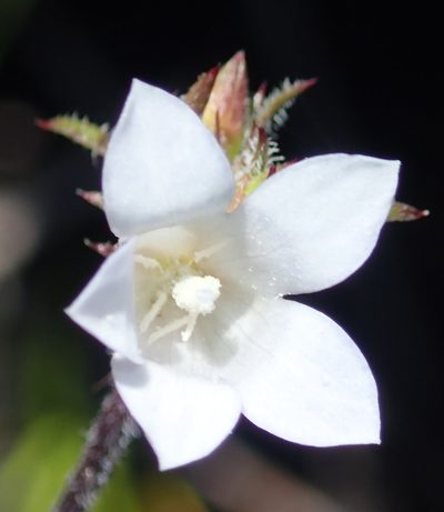 Prismatocarpus rogersii, photographed by Nicola van Berkel