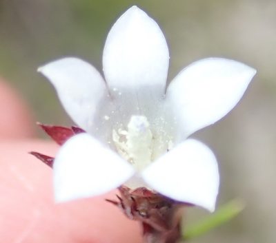 Prismatocarpus rogersii, photographed by Nicola van Berkel