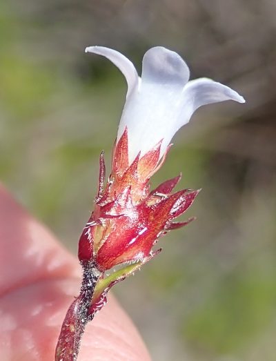Prismatocarpus rogersii, photographed by Nicola van Berkel