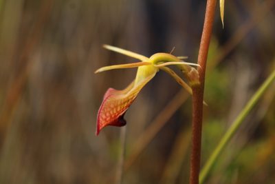 Cryptostylis ovata, photographed by Em Lamond