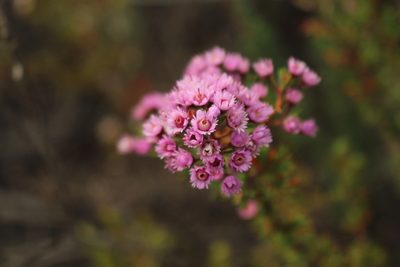 Verticordia plumosa, photographed by Em Lamond