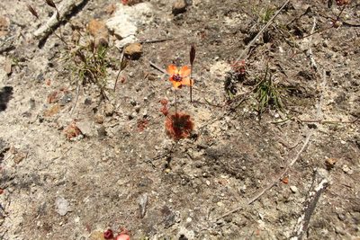 Drosera platystigma, photographed by Em Lamond