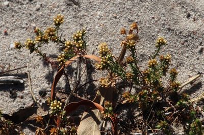 Helichrysum niveum, photographed by Tony Rebelo