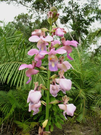 Eulophia bouliawongo, photographed by Lucy Keith-Diagne