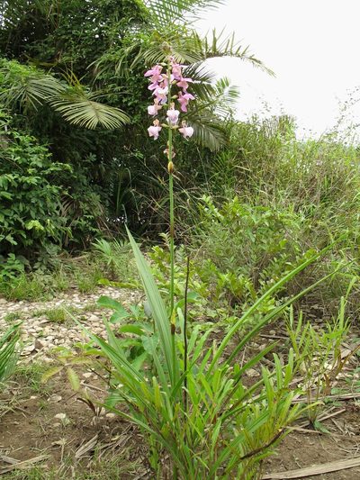 Eulophia bouliawongo, photographed by Lucy Keith-Diagne