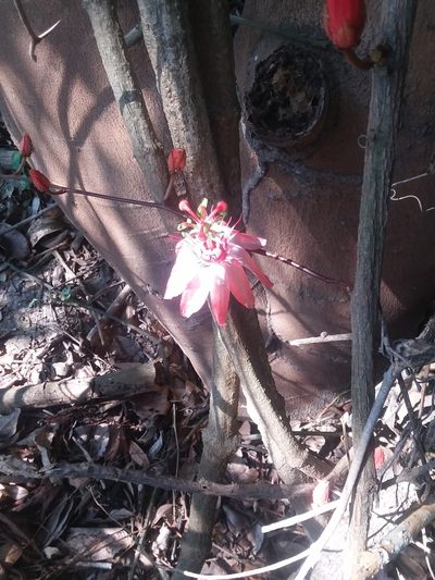 Passiflora quadriglandulosa, photographed by Ramon and Suzanne Vargas